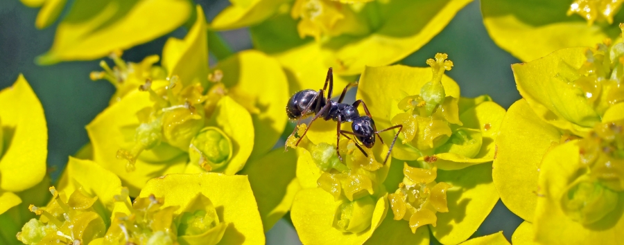 an ant crawling on a yellow flower